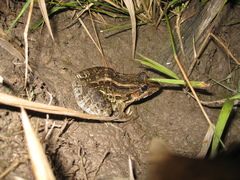 Leptodactylus macrosternum