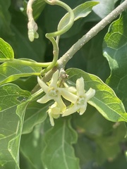 Marsdenia macrantha