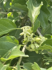 Marsdenia macrantha