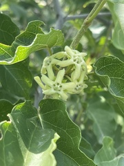 Marsdenia macrantha