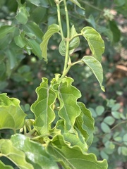 Marsdenia macrantha