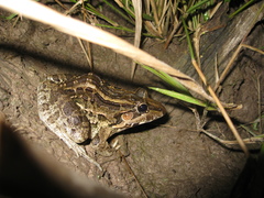 Leptodactylus macrosternum