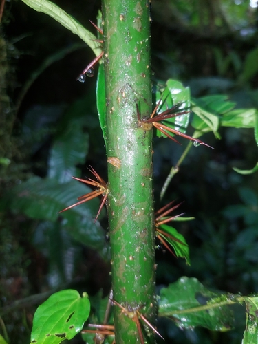 Image of Leuenbergeria bleo by (c) Daniel Mesa, some rights reserved (CC BY)