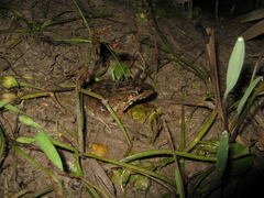 Leptodactylus macrosternum