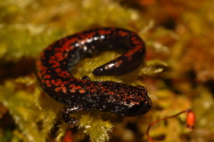 Batrachoseps wrighti