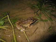Leptodactylus macrosternum