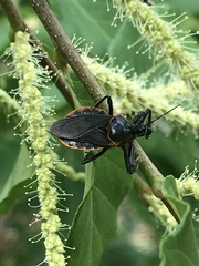 Apiomerus crassipes