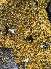 Xanthomendoza fallax