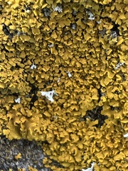 Xanthomendoza fallax