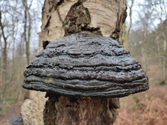 Fomes fomentarius