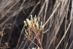 Kalanchoe bhidei