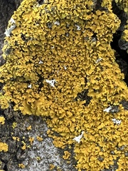 Xanthomendoza fallax