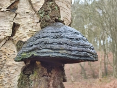 Fomes fomentarius