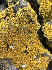 Xanthomendoza fallax