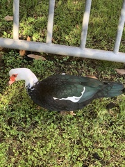 Cairina moschata domestica