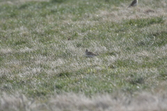 Alauda arvensis