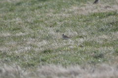 Alauda arvensis