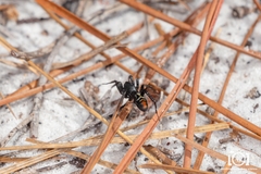 Castianeira floridana