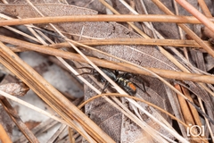 Castianeira floridana