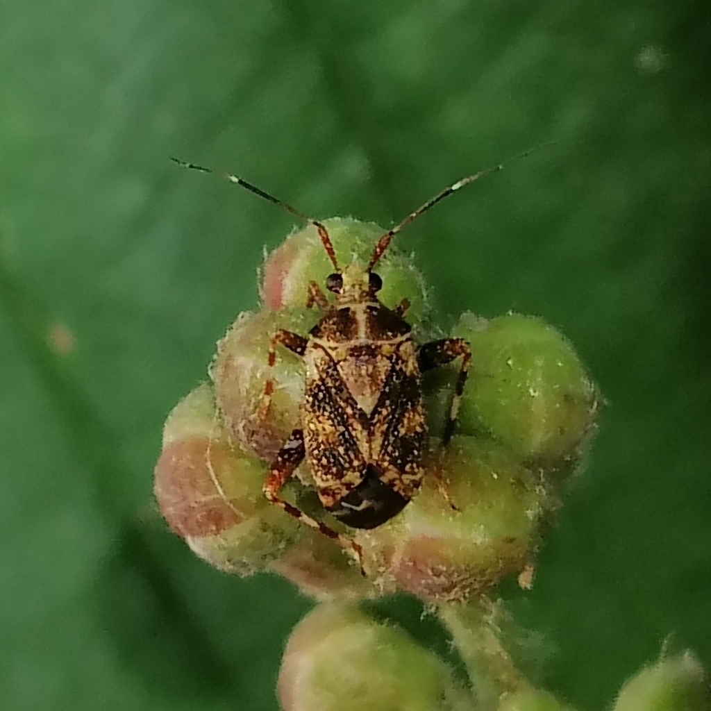 Taedia koluenia