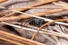 Castianeira floridana