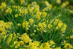 Chorispora macropoda