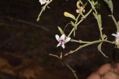 Andrographis alata