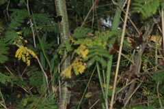 Vachellia hindsii