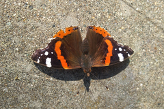Vanessa atalanta