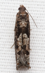 Pseudexentera hodsoni