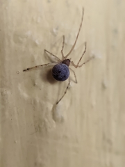 Araneae