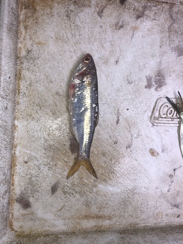 Narrowstriped anchovy (Anchoa colonensis) — Engraulidae