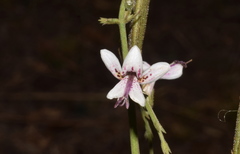 Andrographis alata