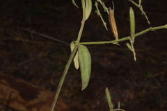Andrographis alata