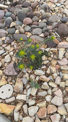 Myrsiniteae