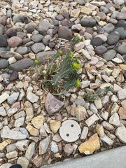 Myrsiniteae