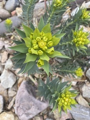 Myrsiniteae