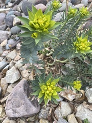 Myrsiniteae