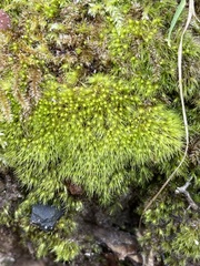 Pleuridium subulatum