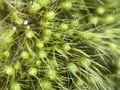 Pleuridium subulatum