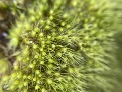 Pleuridium subulatum