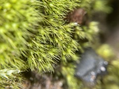 Pleuridium subulatum