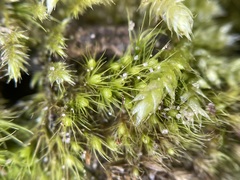 Pleuridium subulatum