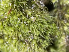 Pleuridium subulatum