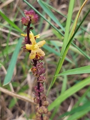 Alectra orobanchoides