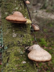 Fomitopsis betulina