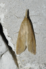 Schoenobius gigantella