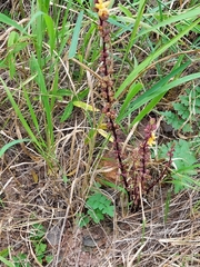 Alectra orobanchoides