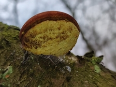 Fomitopsis betulina