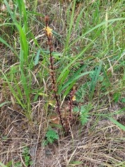 Alectra orobanchoides